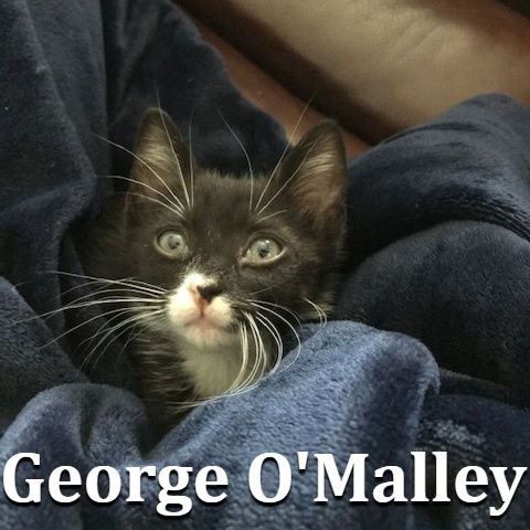 George O'Malley