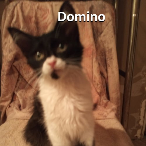 Domino