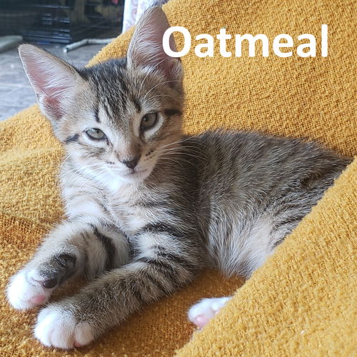 Oatmeal