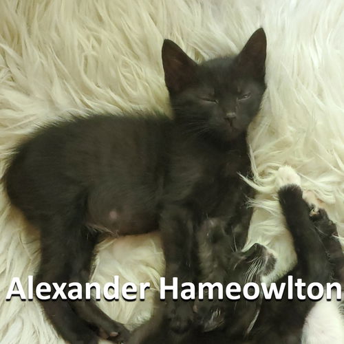 Alexandria Hameowlton