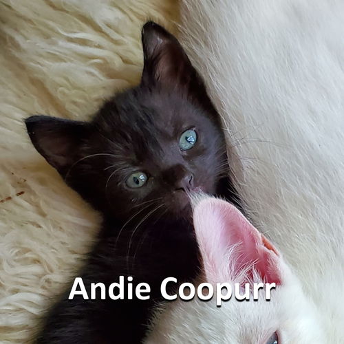 Andie Coopurr