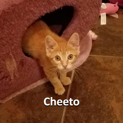 Cheeto