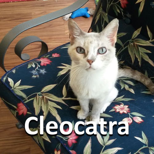 Cleocatra