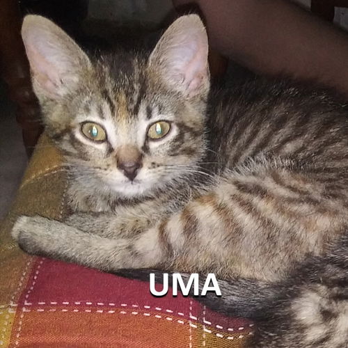 Uma