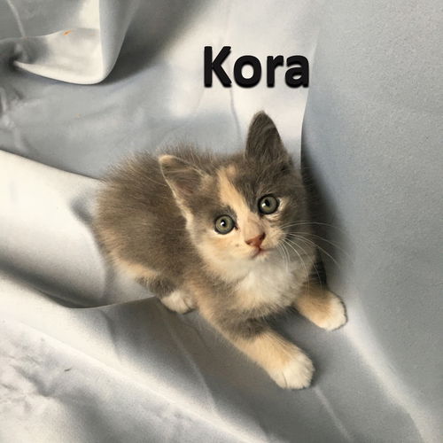 Kora