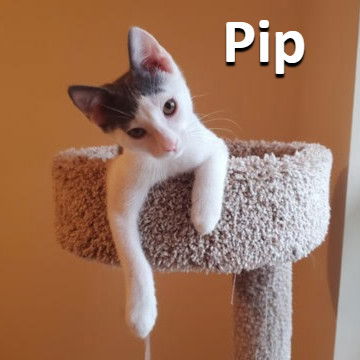 Pip