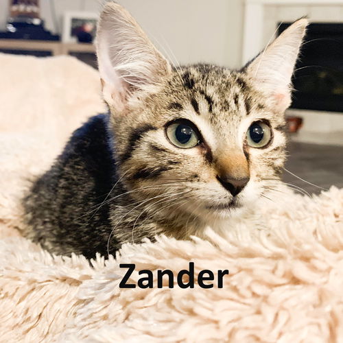 Zander