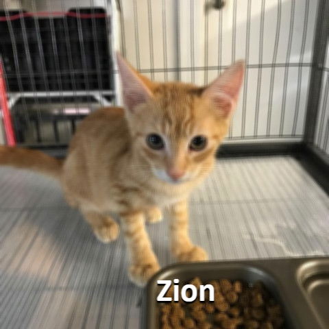 Zion