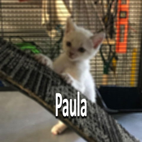 Paula