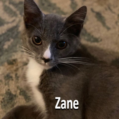 Zane