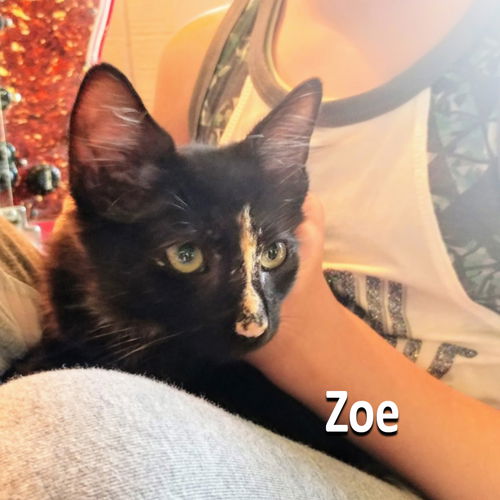 Zoey