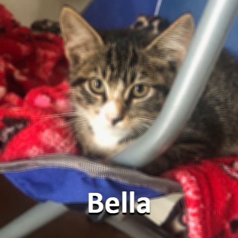 Bella