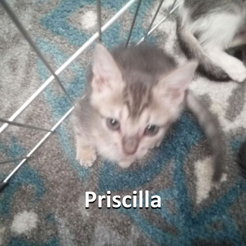 Priscilla