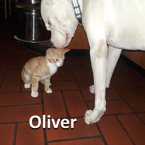 Oliver