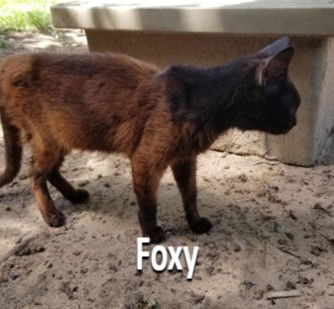 Foxy
