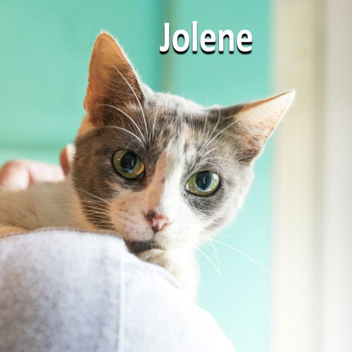 Jolene