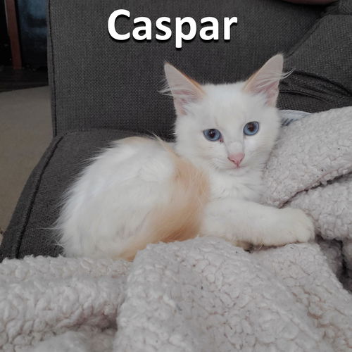 Caspar