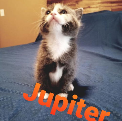 Jupiter