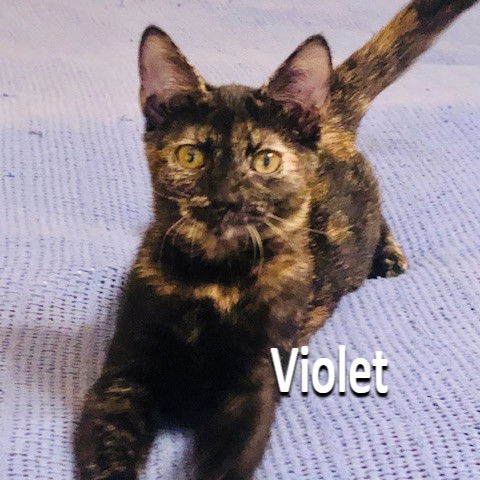 Violet