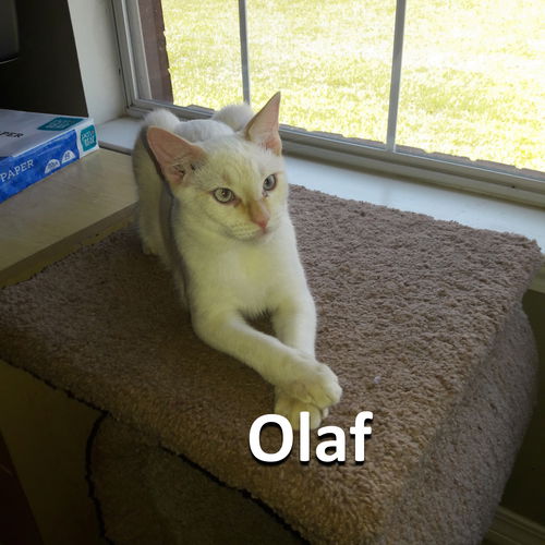 Olaf