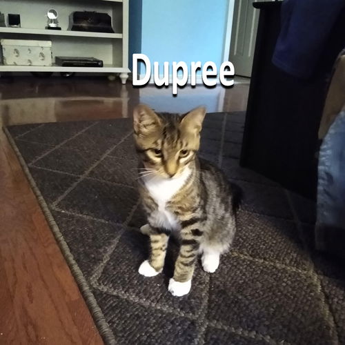 Dupree