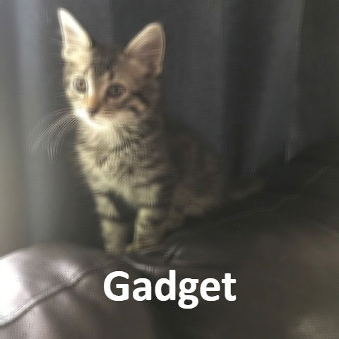 Gadget