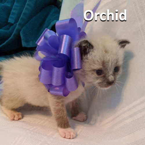 Orchid