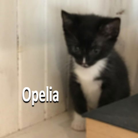 Ophelia