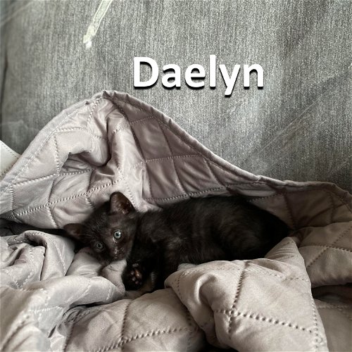 Daelyn