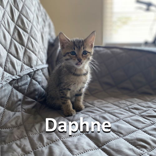 Daphne