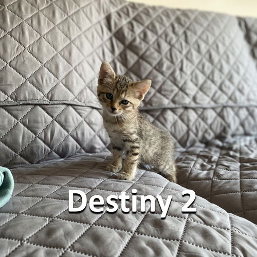 Destiny 2