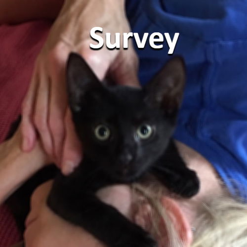 Survey