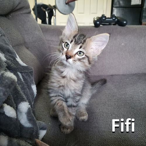 Fifi
