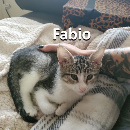 Fabio