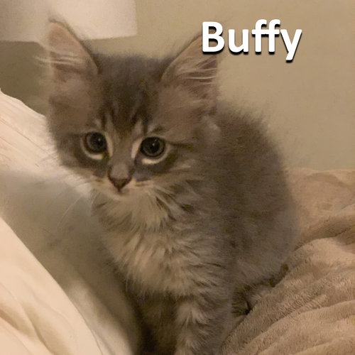 Buffy