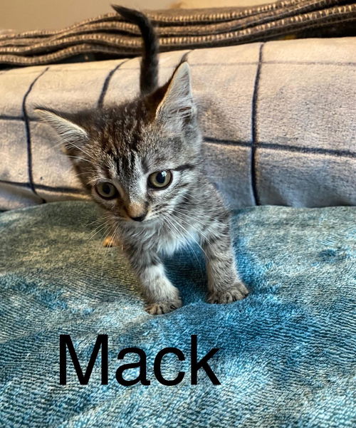 Mack