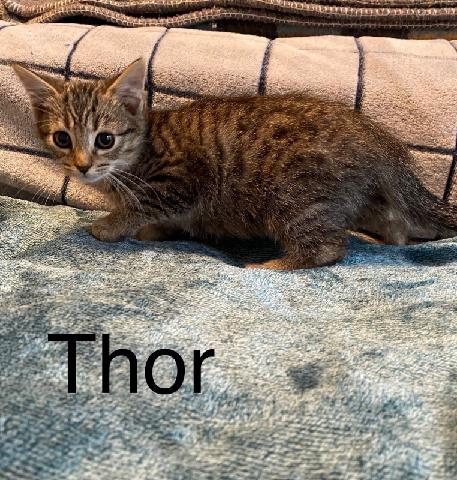 Thor