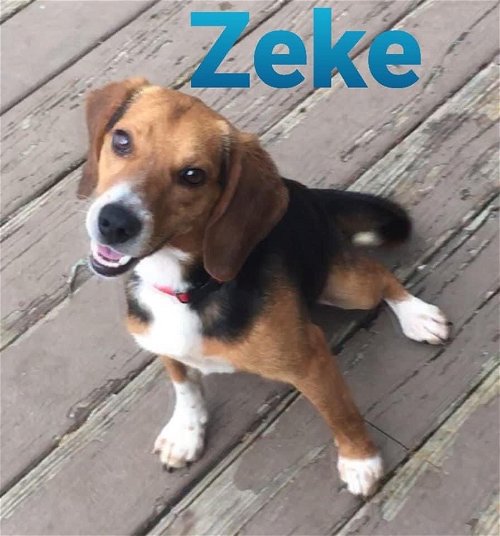 Zeke (5/21)