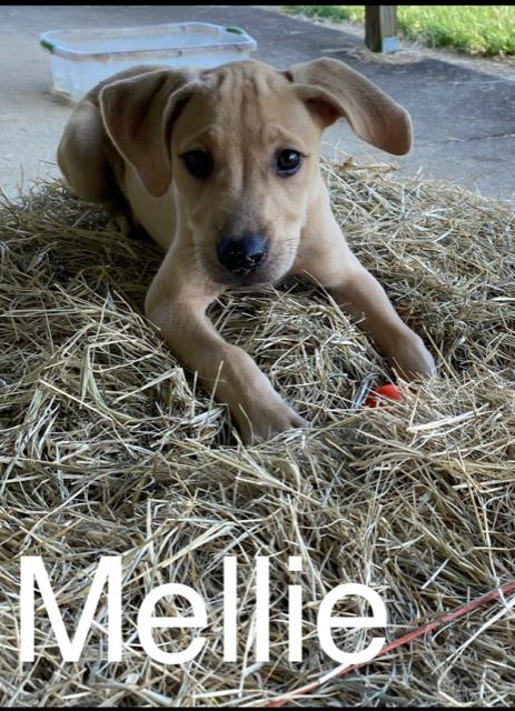 Mellie (7/21)