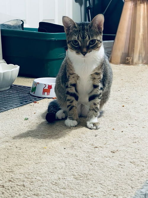 LuLu