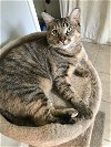 adoptable Cat in mobile, AL named Sarah (Second Chance Sarah)