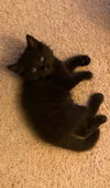Zeus (Apartment Kitten B) 9/27
