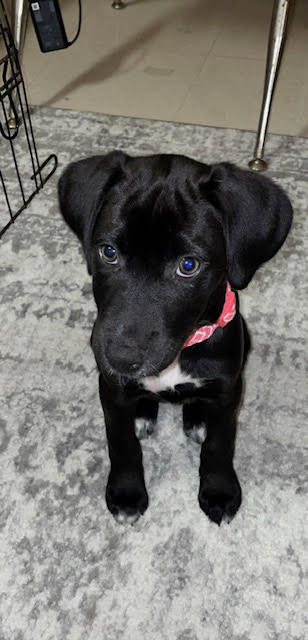 Luna (11/22)