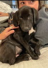 Luna (11/22)
