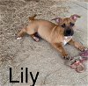 Lily (4/23)