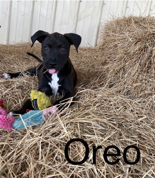 Oreo (4/23)