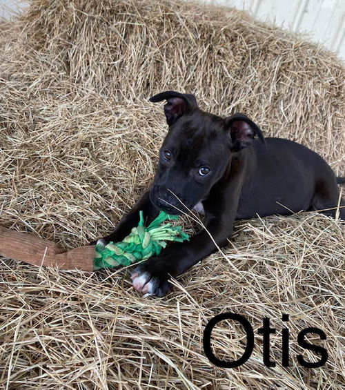 Otis (4/23)