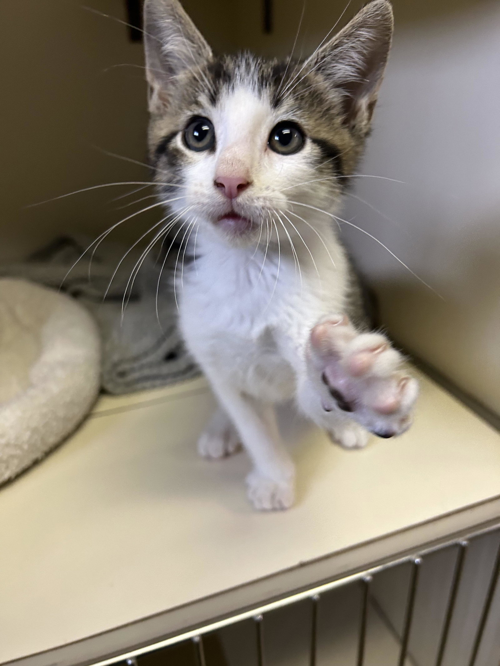 Cats for Adoption in Moss Point, Mississippi Alpha Paw