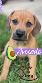 Avocado (8/23)