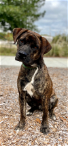 adoptable Dog in , AL named Rex (2023)